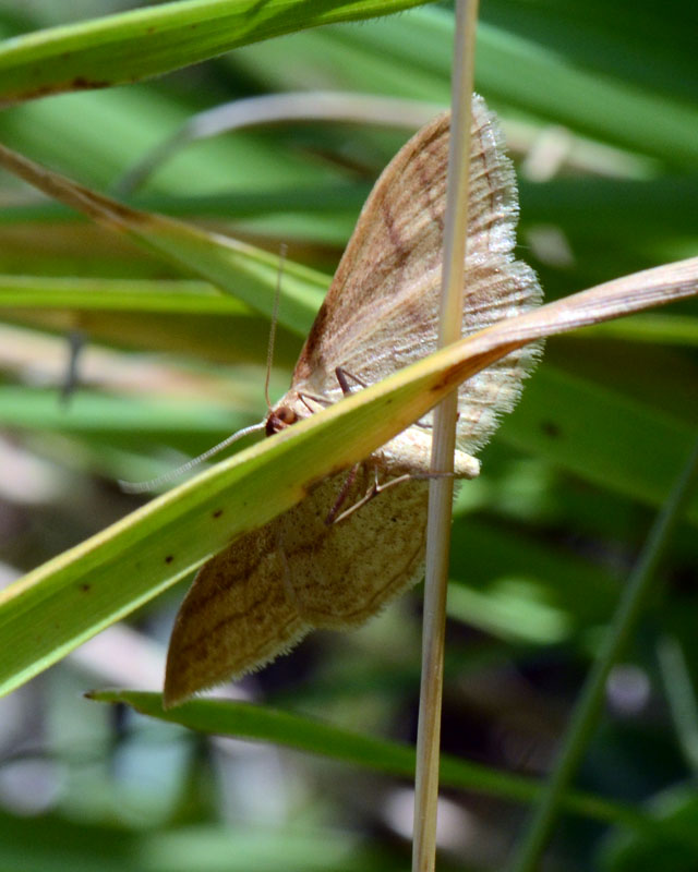 4 Geometridi di genere Idaea in esame